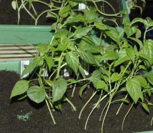 20100306_capsicum_01