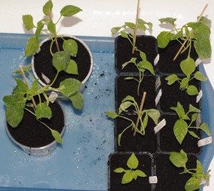 20100306_capsicum_03