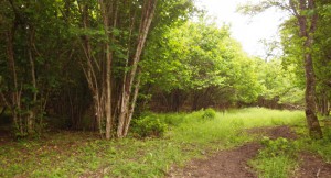 A hazelnut forest 