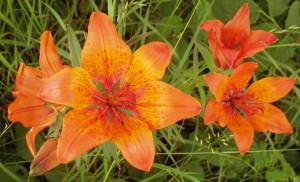 A group of lilies.