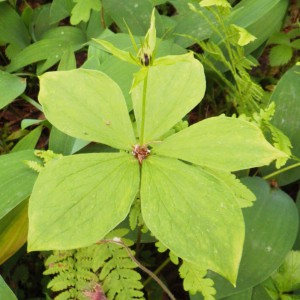 Paris quadrifolia