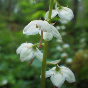 Pyrola rotundifolia