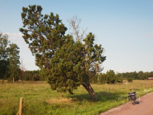 The biggest juniper I have seen.