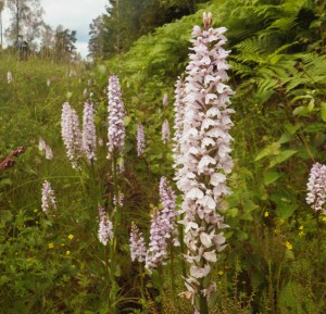 Orchids at the side of the road.