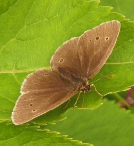 ...and yet another one on a leaf.