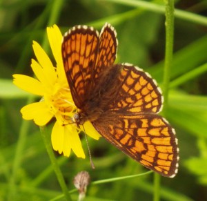 ...butterflies having a lunch break on a flower...