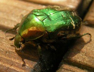 Read more about the article [:en]Bugs with six and more legs[:sv]Baggar med sex och fler ben[:de]Käfer mit sechs und mehr Beinen[:]