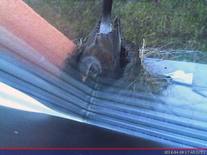 Read more about the article [:en]First day with BirdCam[:sv]Första dagen med FågelCam[:de]Der erste Tag mit der VogelCam[:]