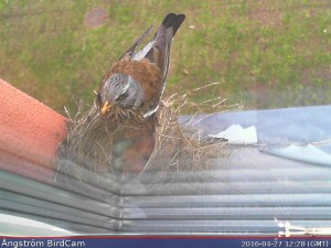 Read more about the article Hatching time
