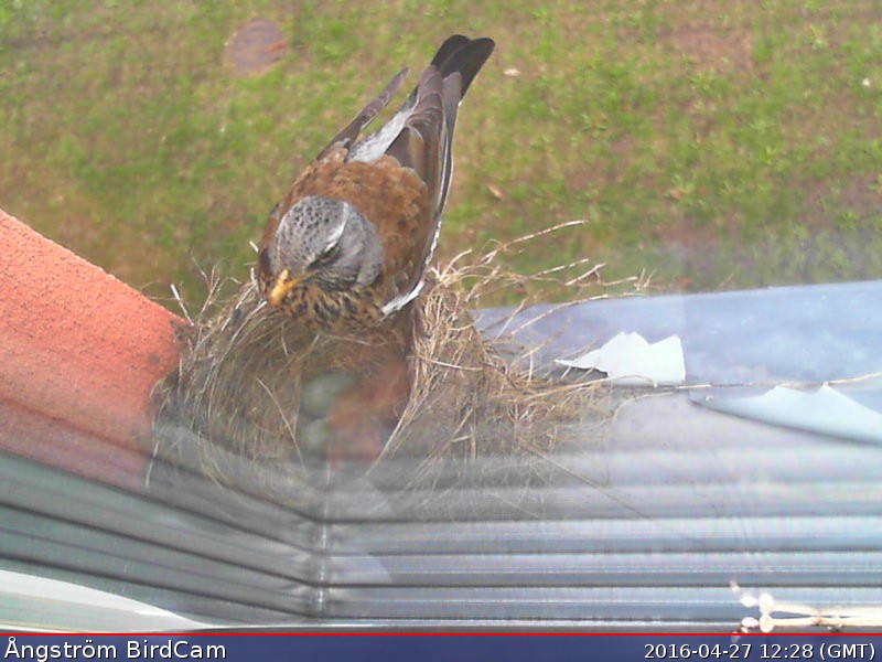 Read more about the article [:en]Hatching time[:sv]Kläckningsdags[:de]Zeit zum Schlüpfen[:]